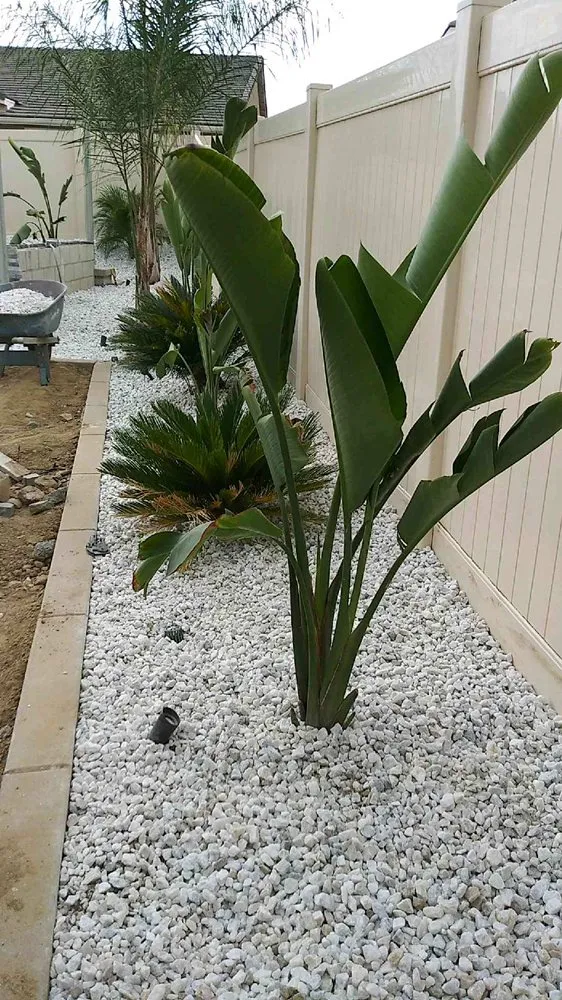 Local yard cleanup service experts serving Winchester, CA - Montesinos Landscape