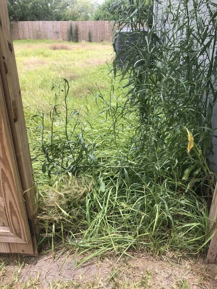 Professional landscape design in Harlingen, TX - Montez Green Lawn