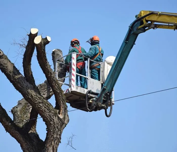 Reliable landscape installation for residential properties across Montgomery, AL - Montgomery Tree Trimming & Removal Service