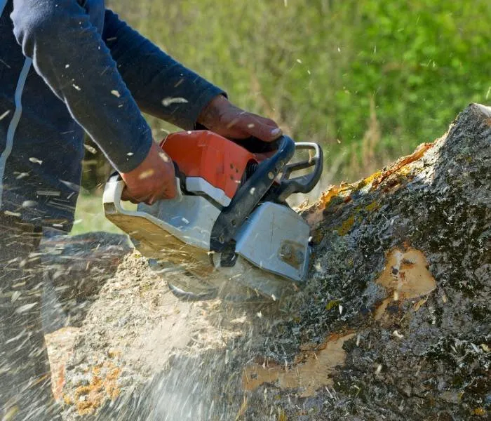 Top-rated lawn care service for year-round maintenance across Montgomery, AL - Montgomery Tree Trimming & Removal Service