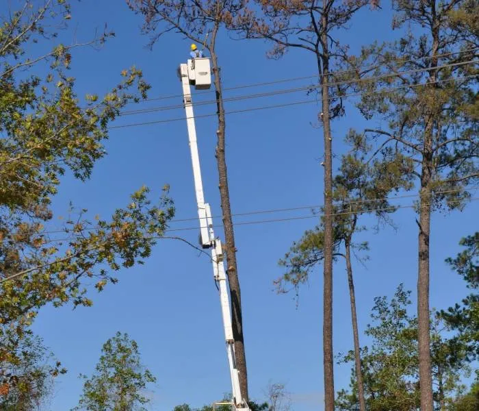 Reliable landscape design for homes in Montgomery, AL by Montgomery Tree Trimming & Removal Service