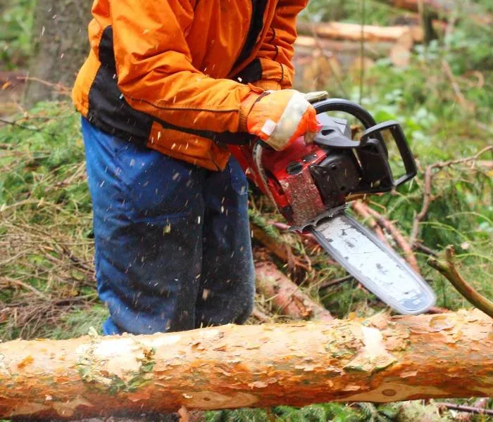 Expert yard maintenance for year-round maintenance in Montgomery, AL by Montgomery Tree Trimming & Removal Service