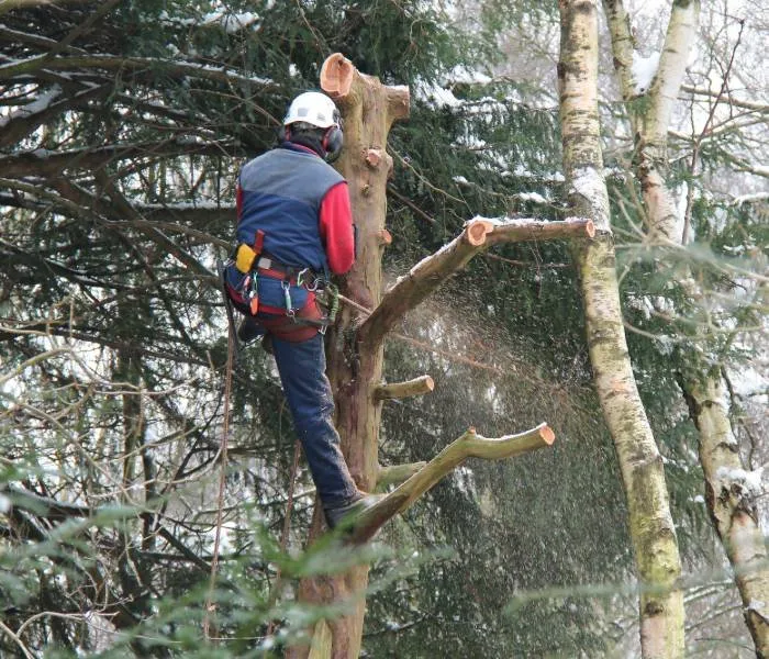Reliable landscape installation for year-round maintenance across Montgomery, AL - Montgomery Tree Trimming & Removal Service