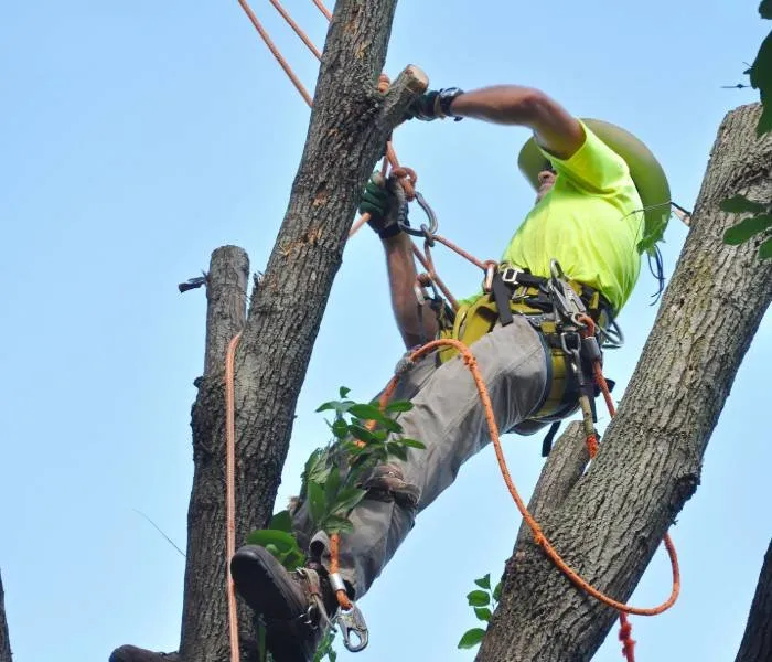 Reliable garden landscaping in Montgomery, AL - Montgomery Tree Trimming & Removal Service