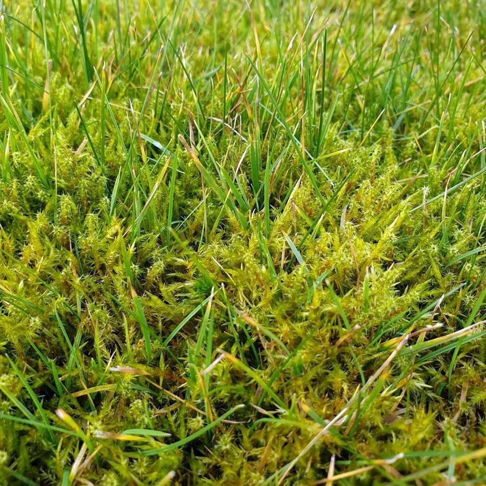 Affordable landscape design experts serving Seattle, WA - Montlake Lawn Care