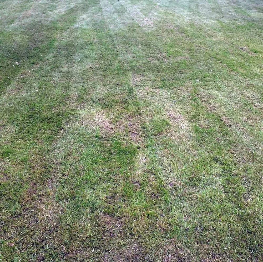 Top-rated residential landscaping for homes across Seattle, WA - Montlake Lawn Care