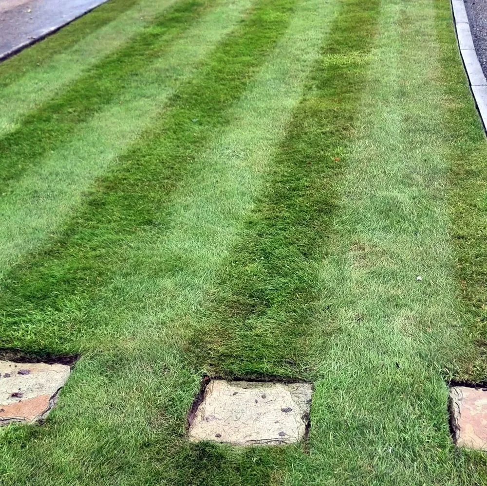 Affordable lawn mowing service in Seattle, WA - Montlake Lawn Care