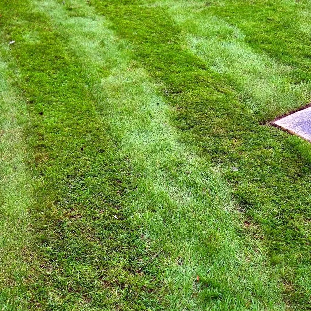 Affordable landscape design experts serving Seattle, WA - Montlake Lawn Care