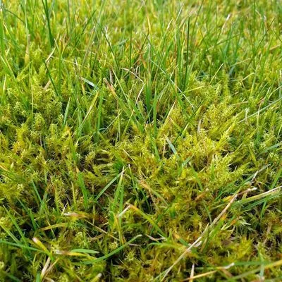 Montlake Lawn Care Logo