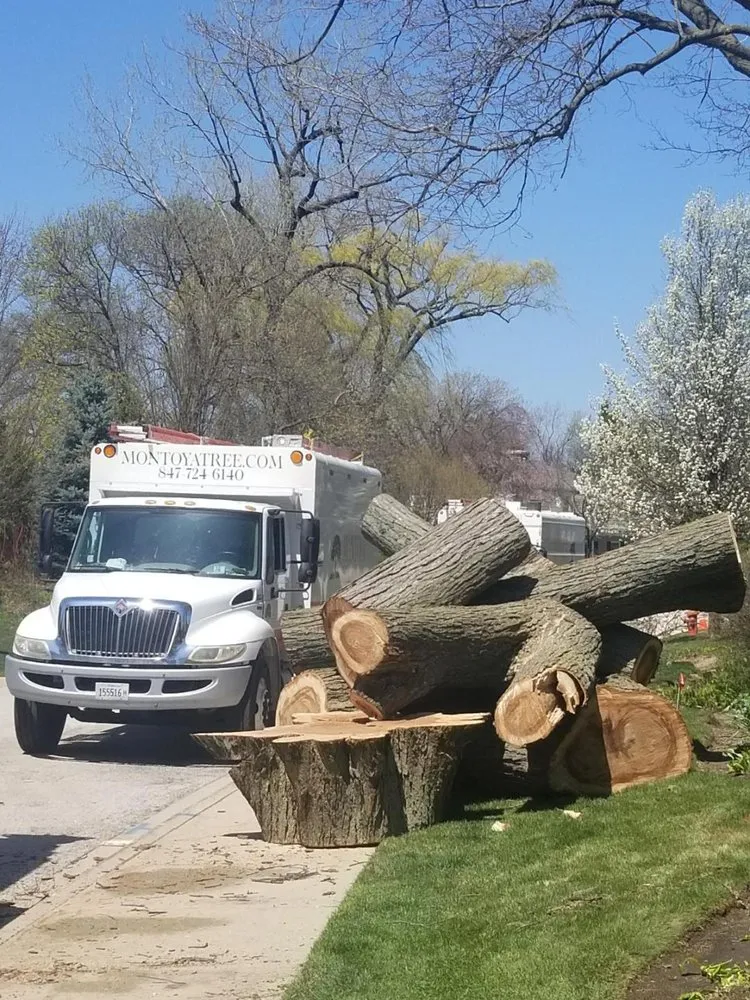 Expert lawn care service with custom design in Glenview, IL by Montoya Tree Service