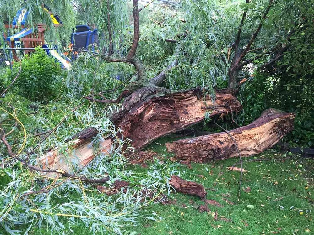 Trusted yard cleanup service for beautiful yards across Glenview, IL - Montoya Tree Service