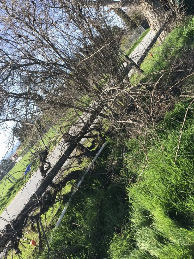 Custom lawn care service in San Jose, CA - Montoyas Hauling and Landscape