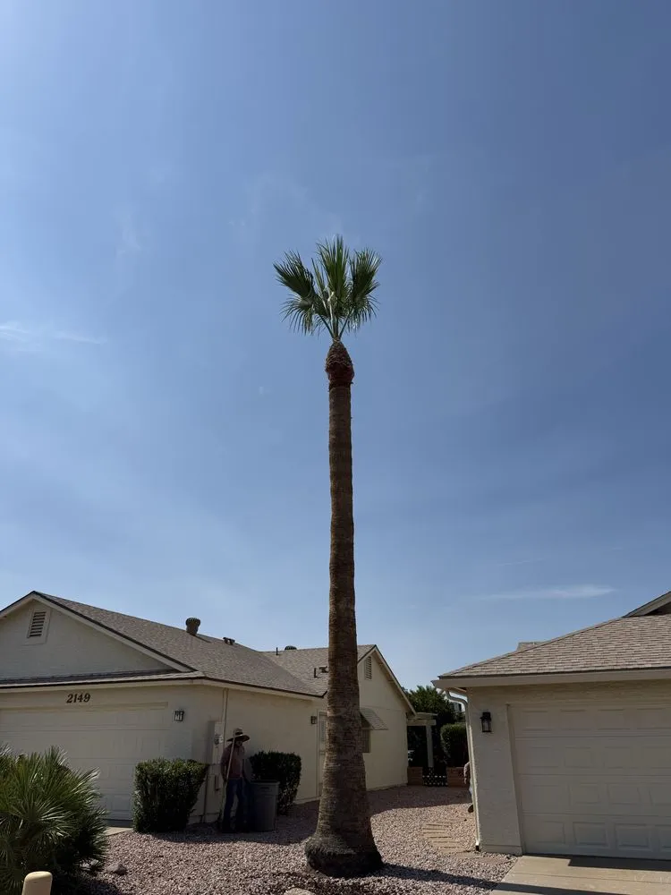 Expert landscaping services for outdoor upgrades in Apache Junction, AZ by Montoya's Landscaping