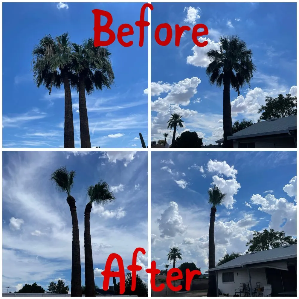 Expert yard maintenance for beautiful yards in Apache Junction, AZ by Montoya's Landscaping