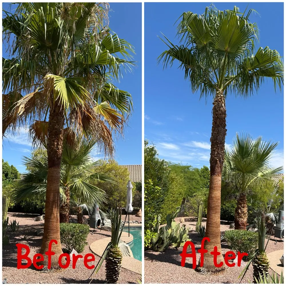 Professional yard maintenance in Apache Junction, AZ by Montoya's Landscaping