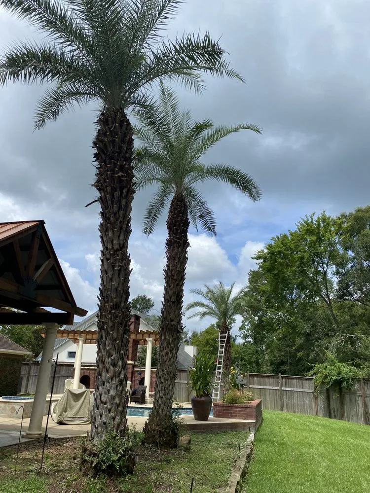 Trusted yard maintenance experts serving Vidor, TX - Montoyas Lawn Service