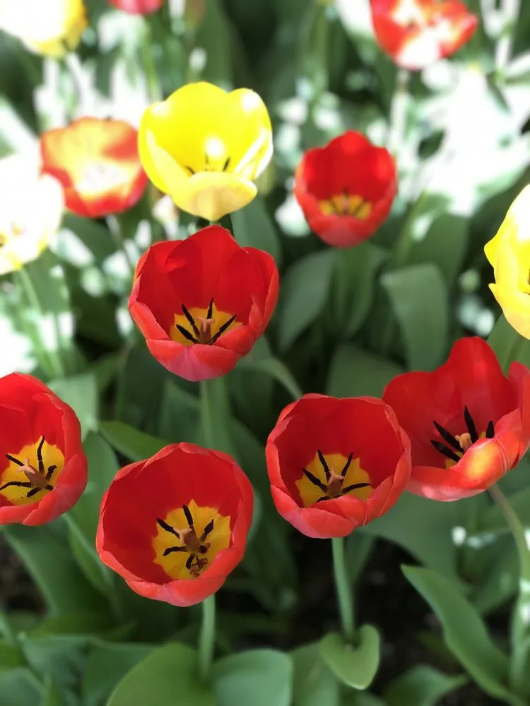 Custom landscape installation in Montvale, NJ by Montvale Landscaping