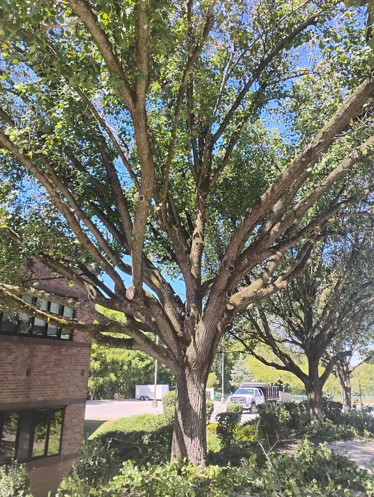 Local garden landscaping for year-round maintenance across Dundalk, MD - Monzon Landscaping