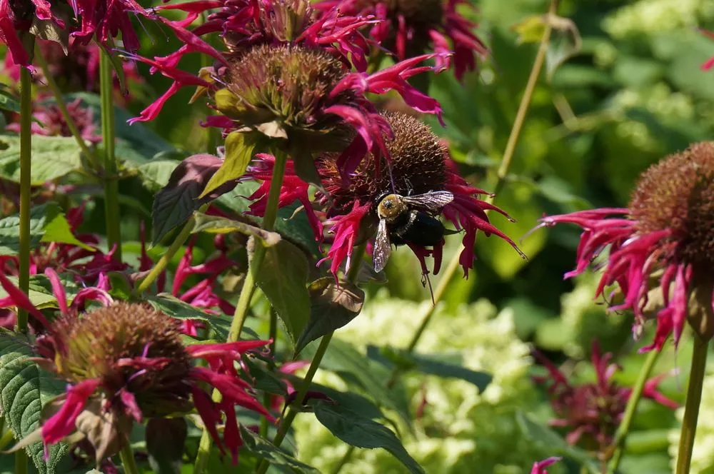 Expert landscaping services experts serving Arlington, MA - Moodscapes