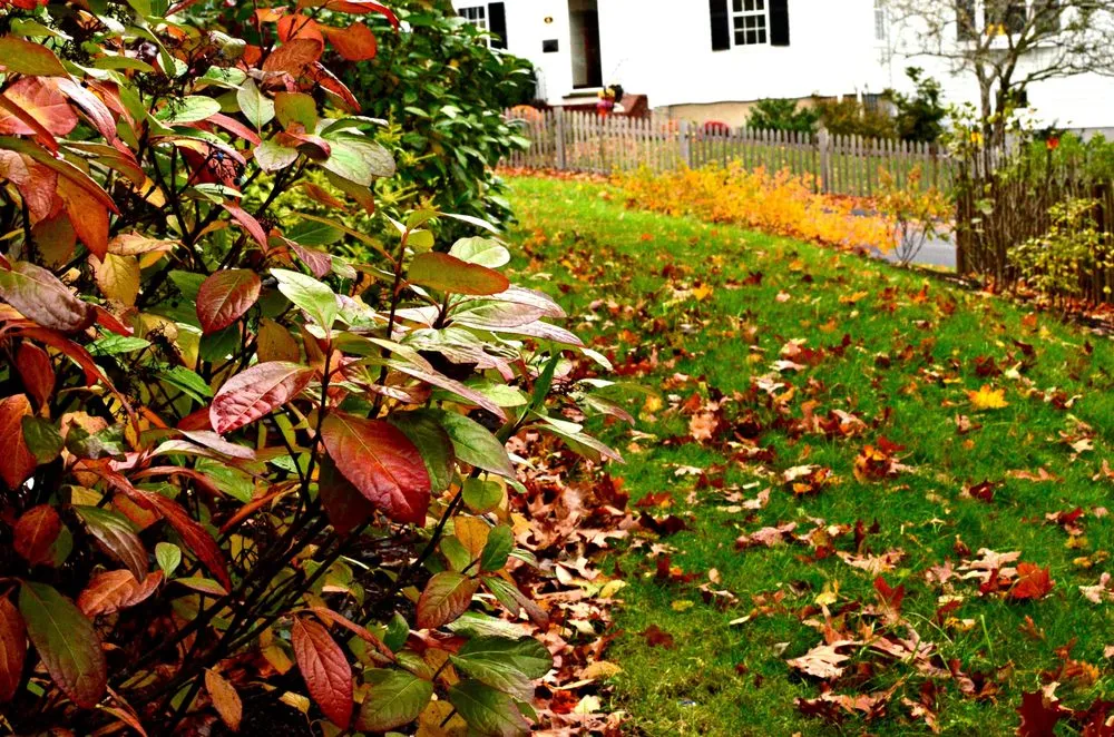 Professional lawn care service in Arlington, MA - Moodscapes