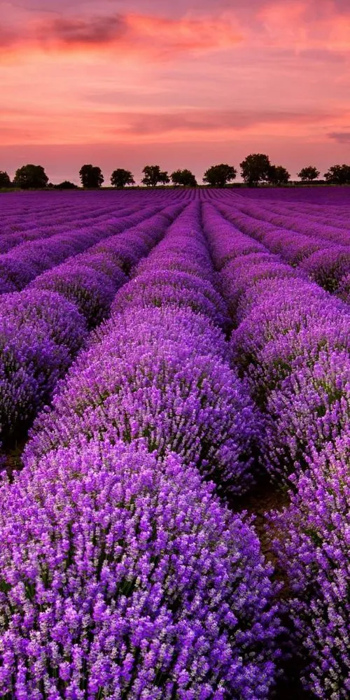 Expert landscape design experts serving Peoria, IL - Moodys clips