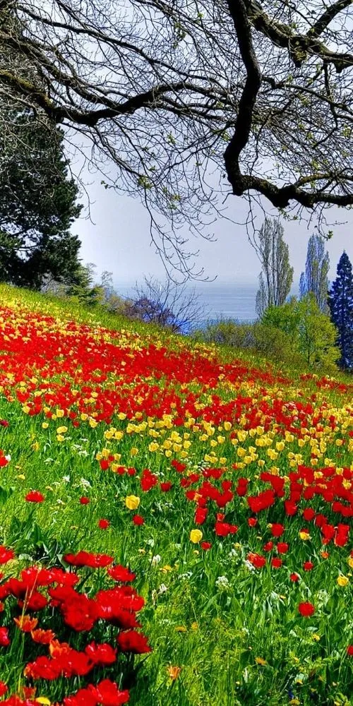 Local lawn mowing service in Peoria, IL - Moodys clips