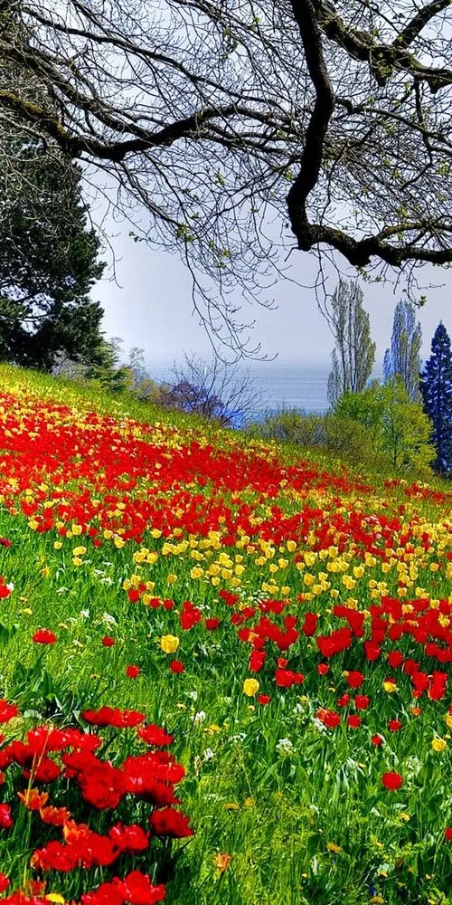 Expert landscape design in Peoria, IL - Moodys clips