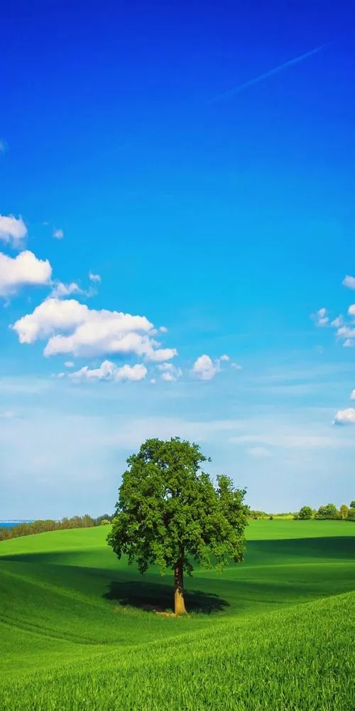 Trusted landscape design in Peoria, IL - Moodys clips