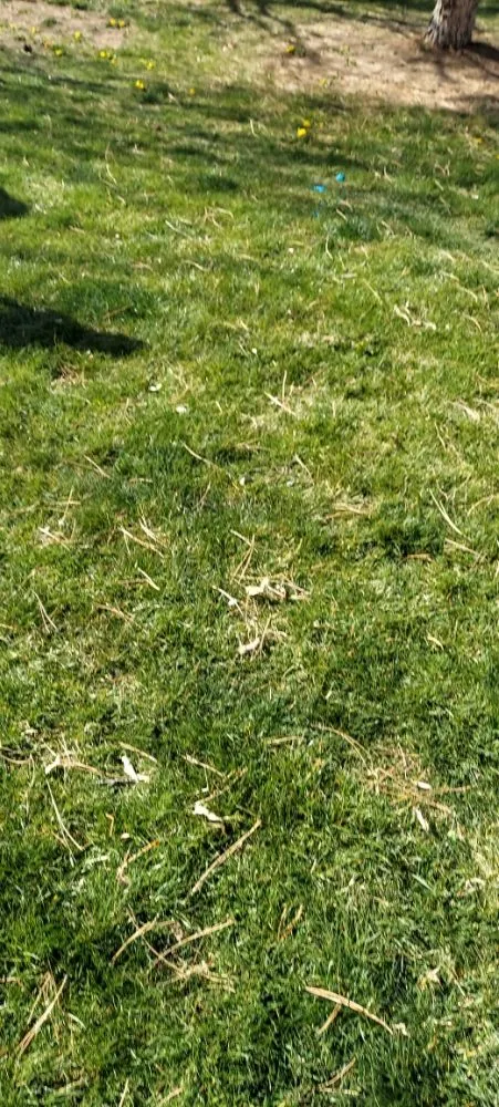 Custom yard cleanup service experts serving Boise City, ID - Moon River Hardscape