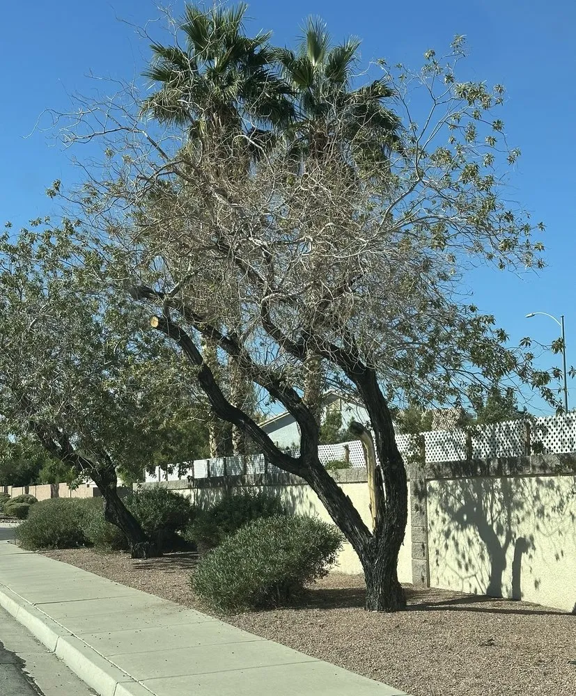 Local residential landscaping experts serving Las Vegas, NV - Moon Sun Landscapes