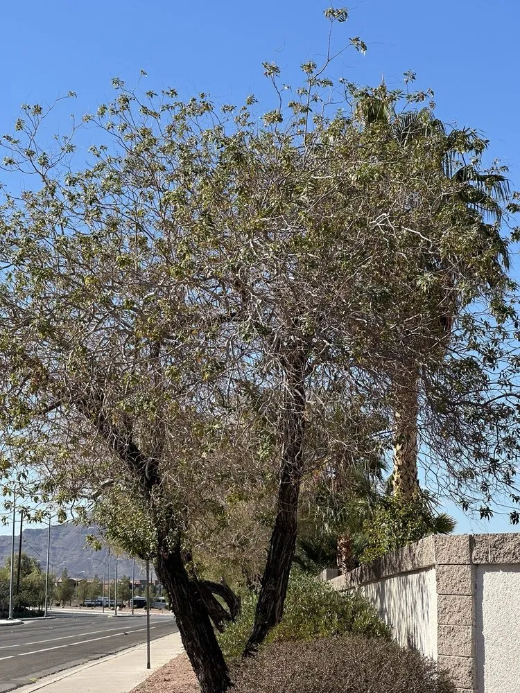 Affordable landscape installation experts serving Las Vegas, NV - Moon Sun Landscapes