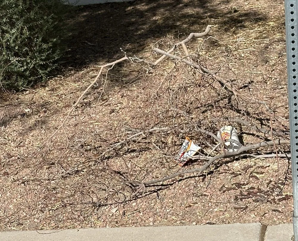 Reliable residential landscaping in Las Vegas, NV by Moon Sun Landscapes