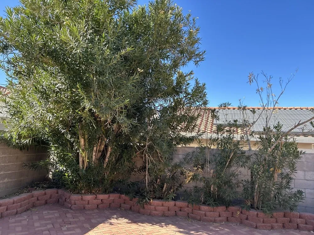 Affordable outdoor landscaping experts serving Las Vegas, NV - Moon Sun Landscapes