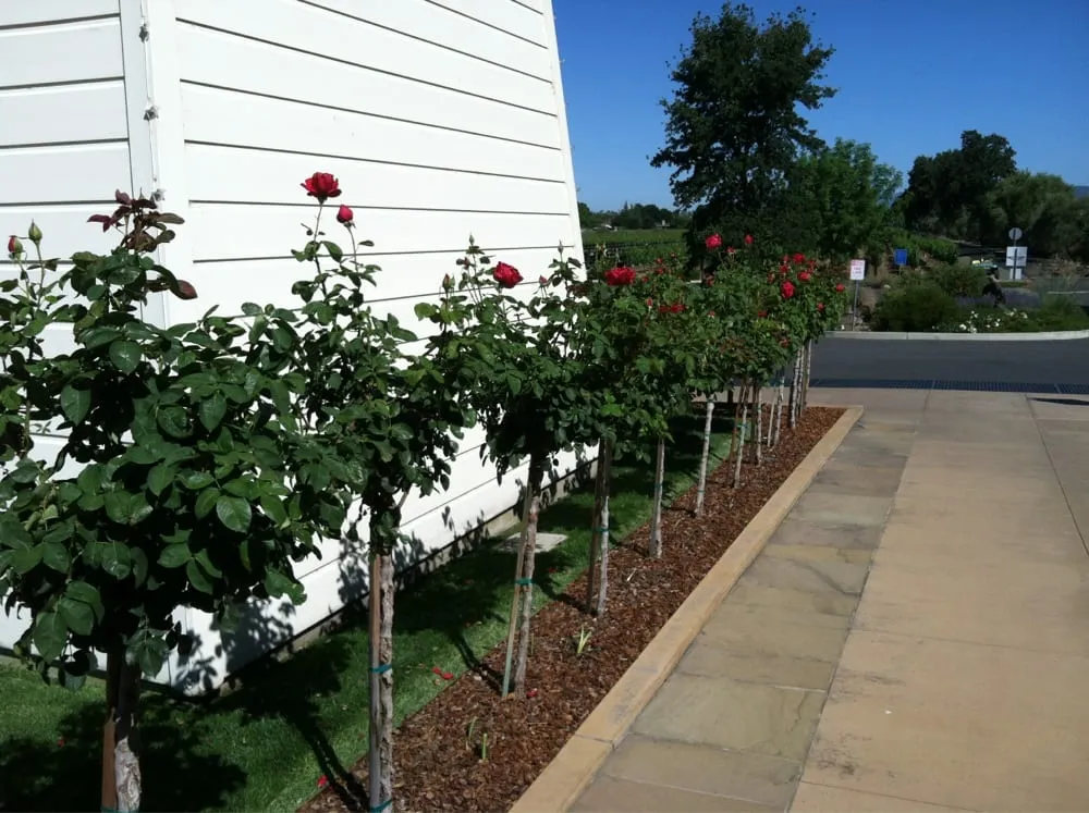 Custom landscaping services experts serving Sonoma, CA - Moon Valley Landscape