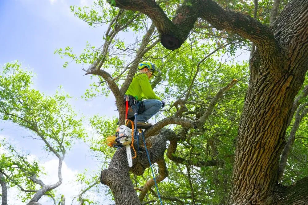 Custom outdoor landscaping in Austin, TX - Moon Valley Nurseries