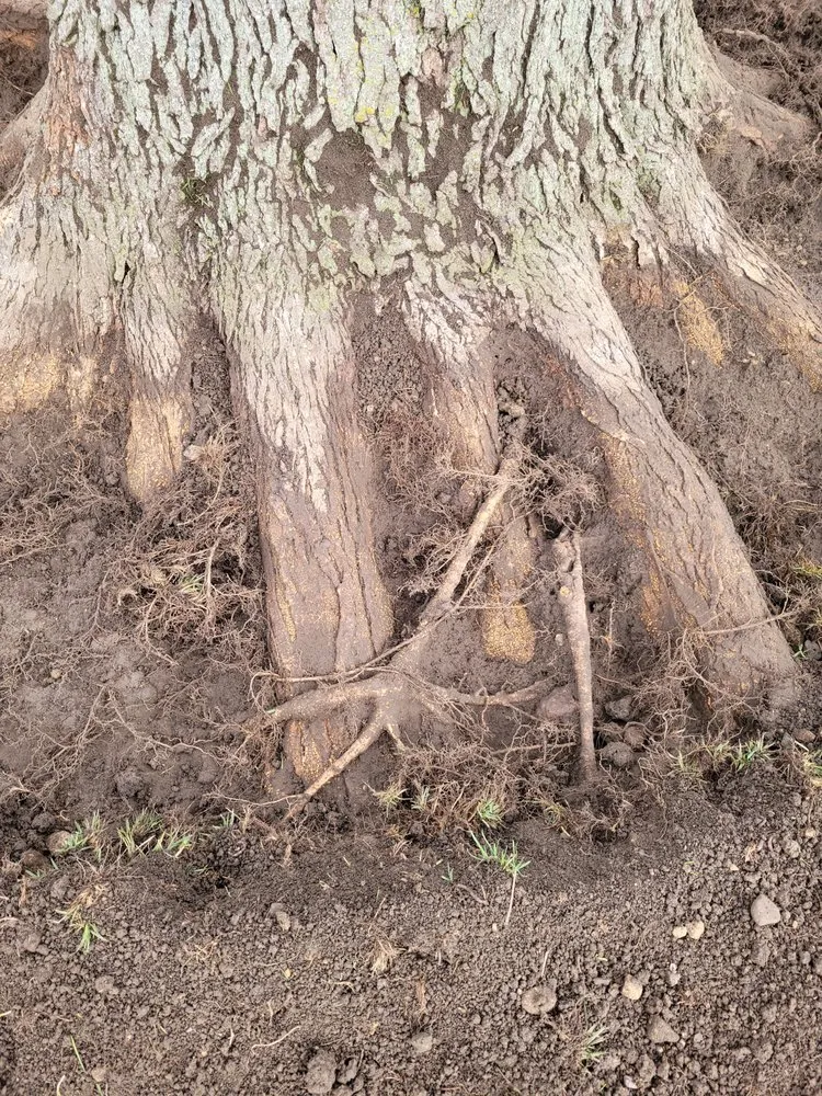 Trusted garden landscaping in Lisle, IL by Moonflower Services