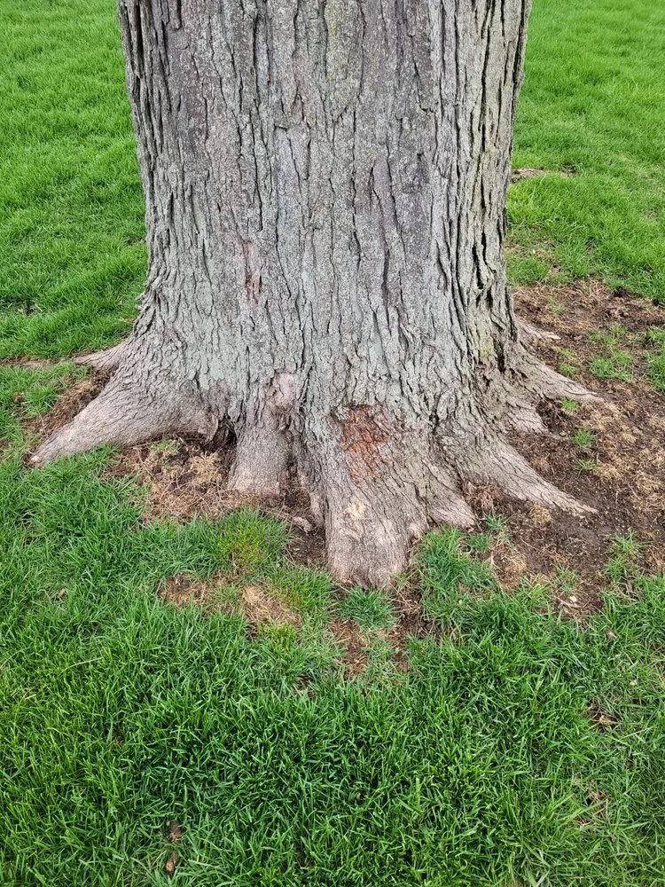 Expert outdoor landscaping for beautiful yards across Lisle, IL - Moonflower Services