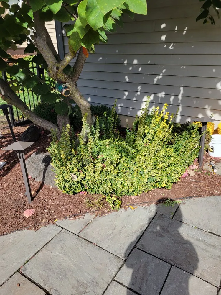 Top-rated yard cleanup service for homes in Lisle, IL by Moonflower Services