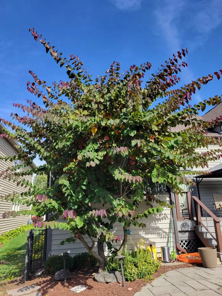 Expert landscaping services for residential properties across Lisle, IL - Moonflower Services