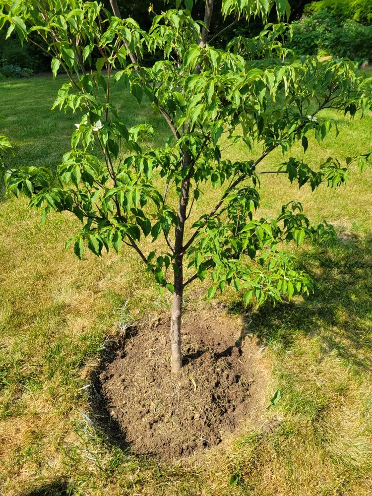 Expert landscaping services for beautiful yards across Lisle, IL - Moonflower Services