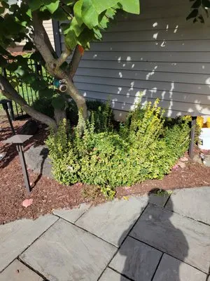 Moonflower Services Logo