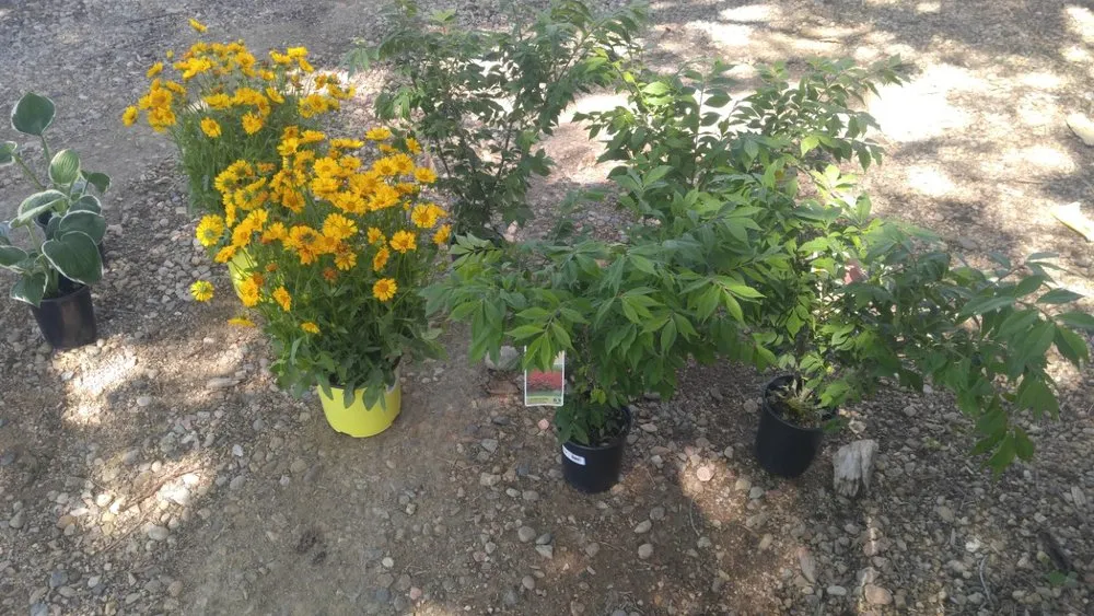 Professional lawn care service for outdoor upgrades in Milliken, CO by Moonlight Landscape Services