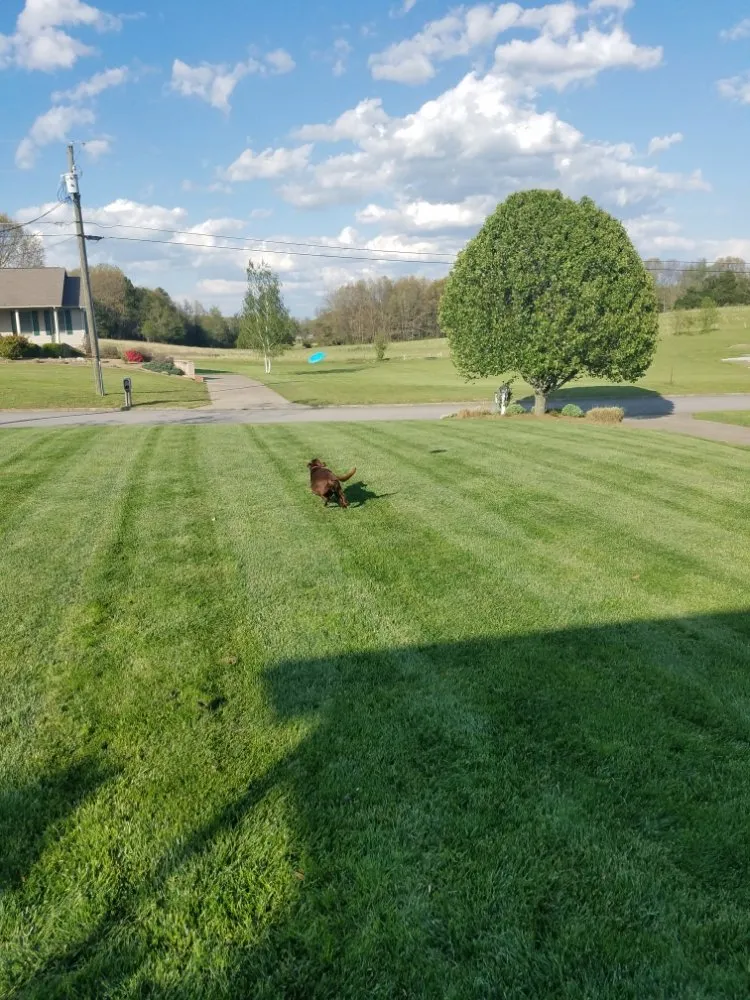 Trusted yard cleanup service for beautiful yards in Afton, TN by Moons Lawn Care
