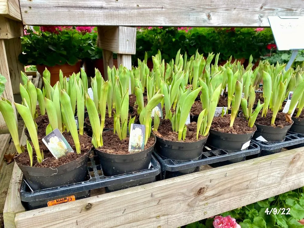 Custom lawn care service experts serving Nashville, TN - Moore & Moore Garden Center