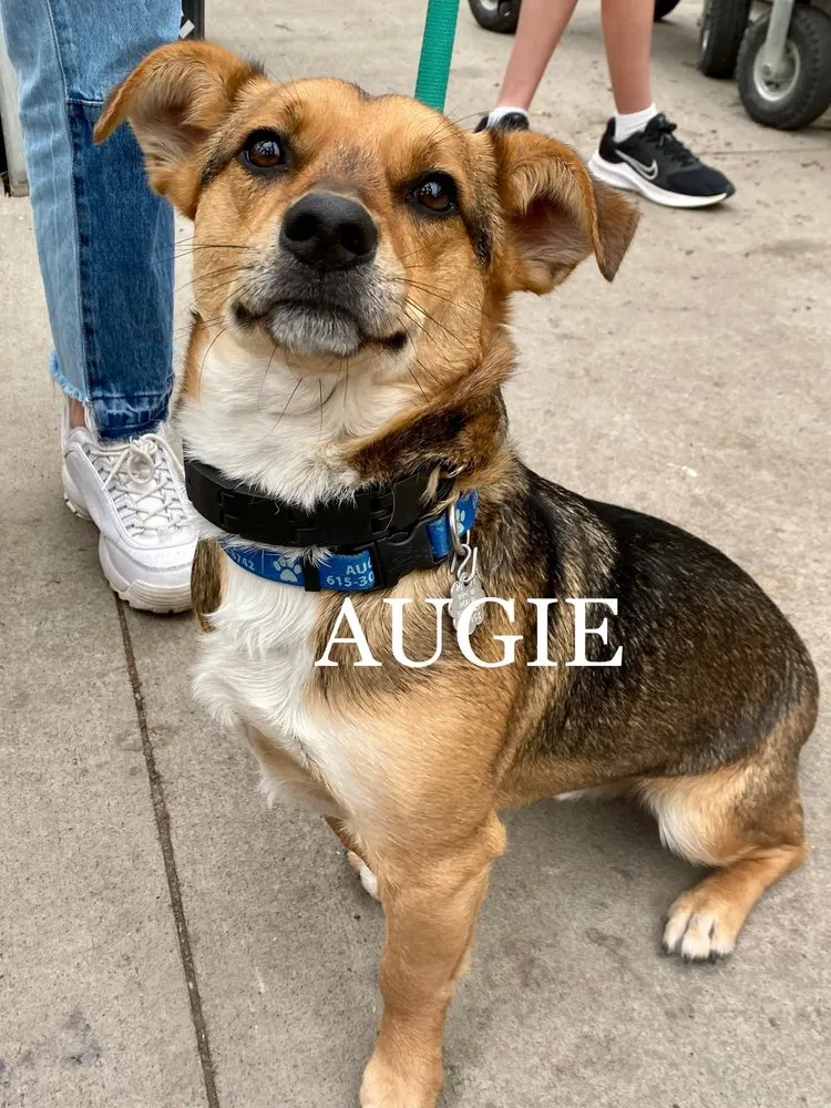 Professional lawn mowing service for beautiful yards across Nashville, TN - Moore & Moore Garden Center