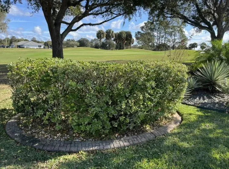 Top-rated garden landscaping experts serving Summerfield, FL - Moore And Moore Lawn Care