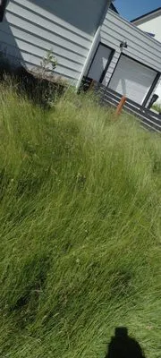 Moore Bros Lawn Care and Maintenance Logo