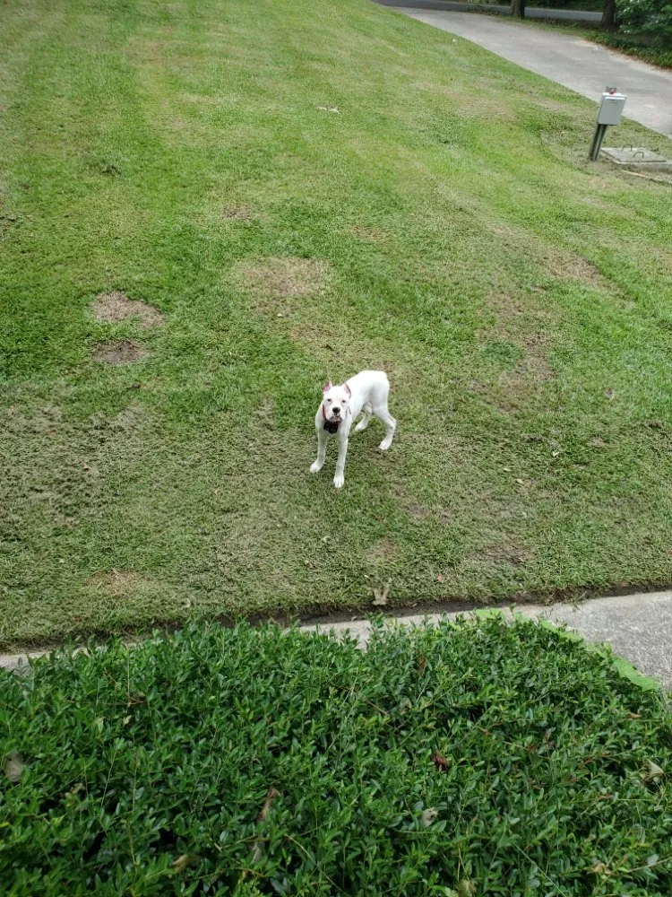 Professional lawn mowing service for homes in Winterville, NC by Moore Lawn Care