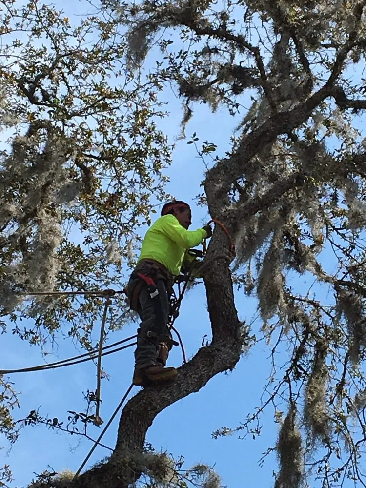 Local yard maintenance for year-round maintenance in Orlando, FL by Moore Than Enough