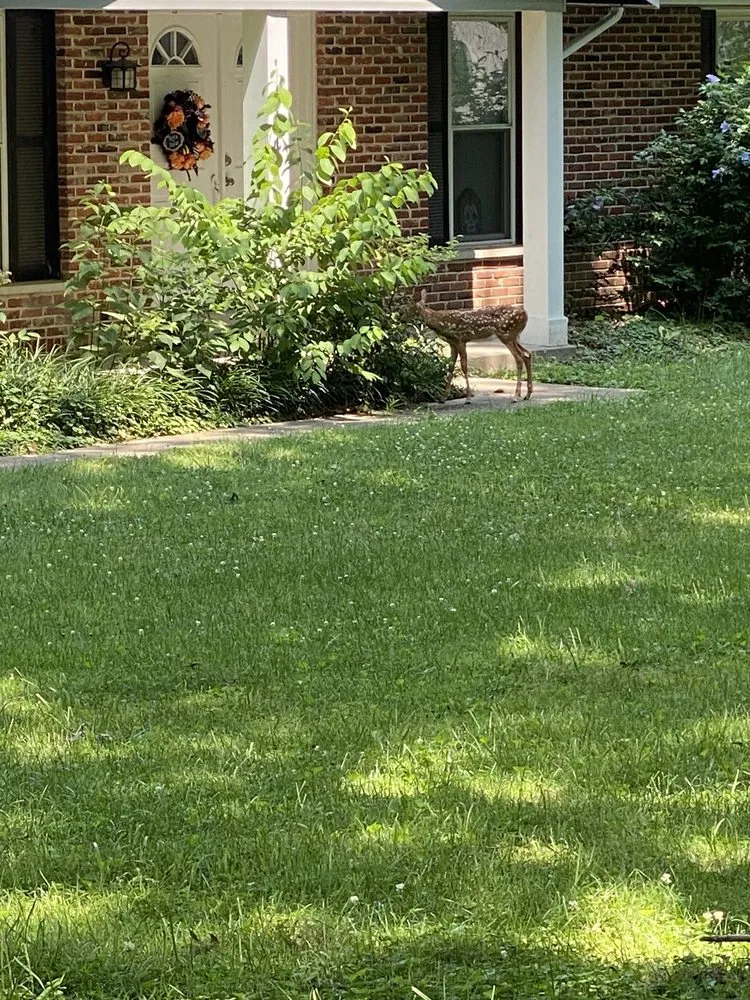 Custom lawn mowing service in St. Louis, MO - Moore's Lawn Care